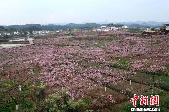 四川西充万亩桃花惹人醉