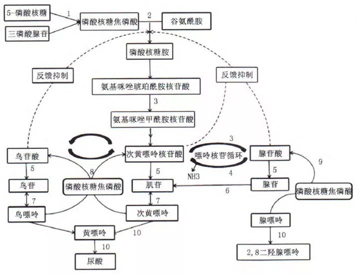 尿酸生成示意图