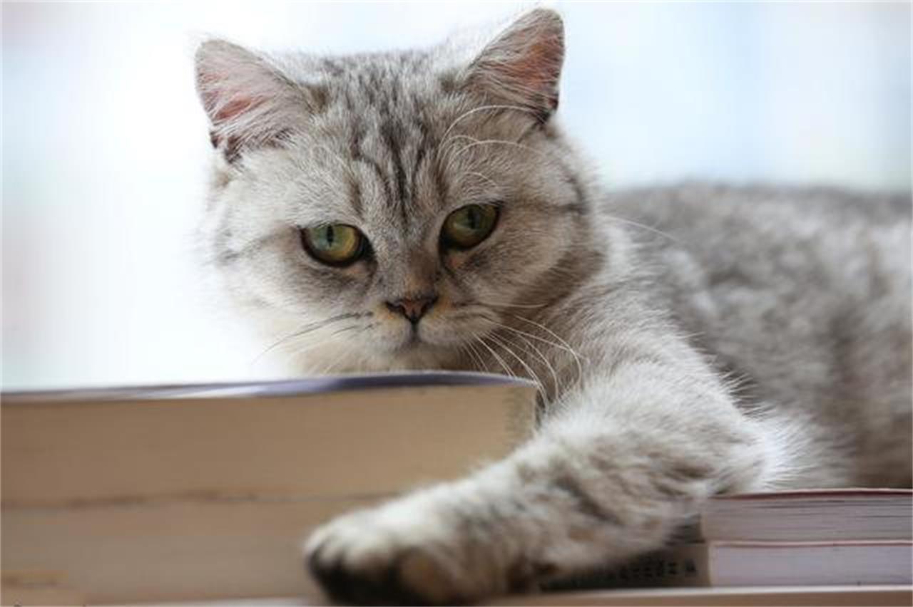 什么猫什么书的成语_成语故事图片(3)