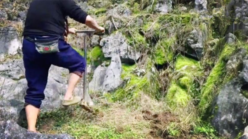 广西七旬老奶奶独居深山,在石头缝种玉米,用的古老农具你见过吗