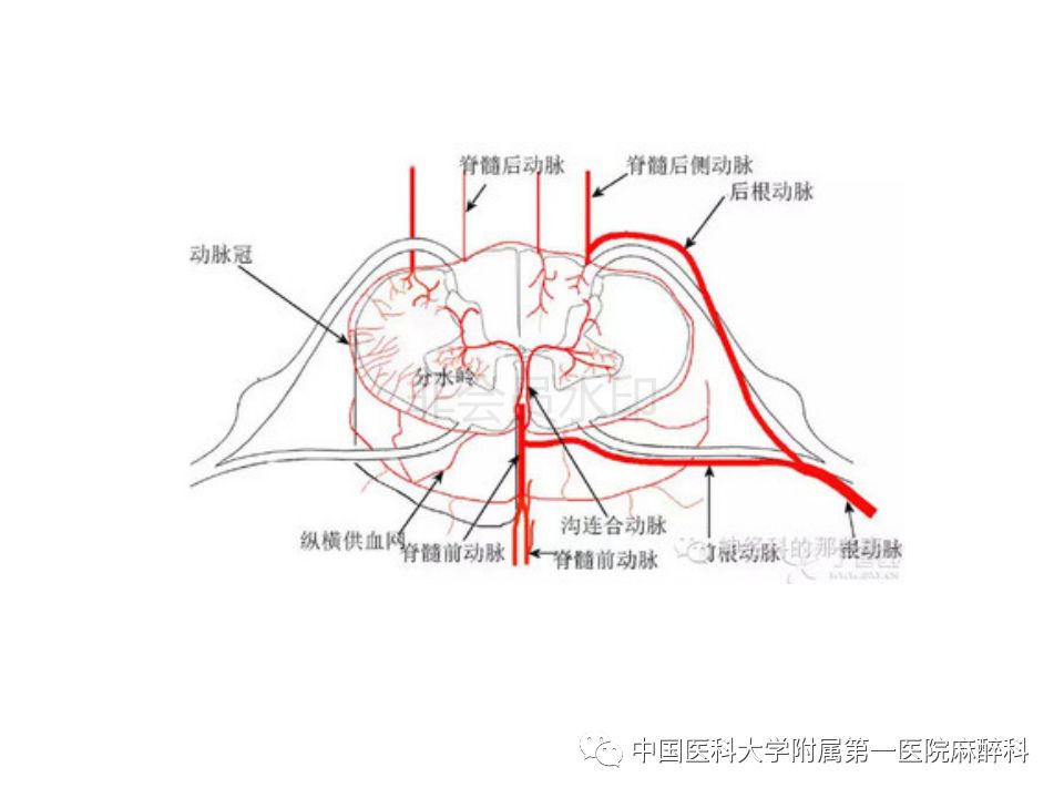 高位硬膜外麻醉及椎旁阻滞不常见并发症