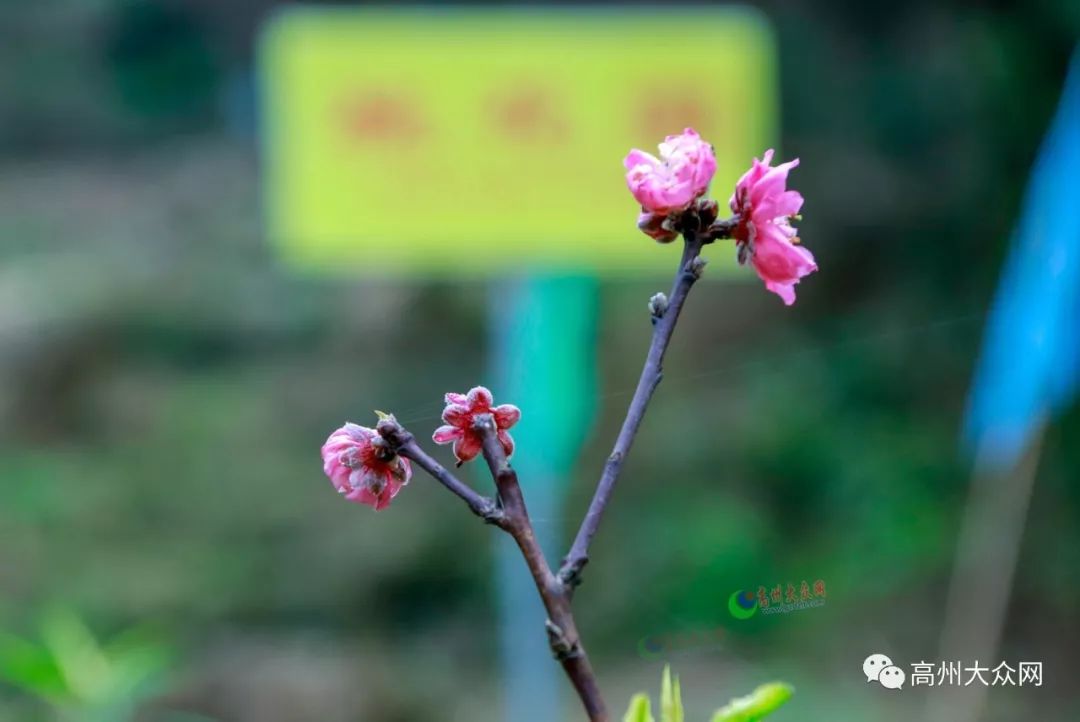 高州荷花人口_高州荷花镇张学友豪宅