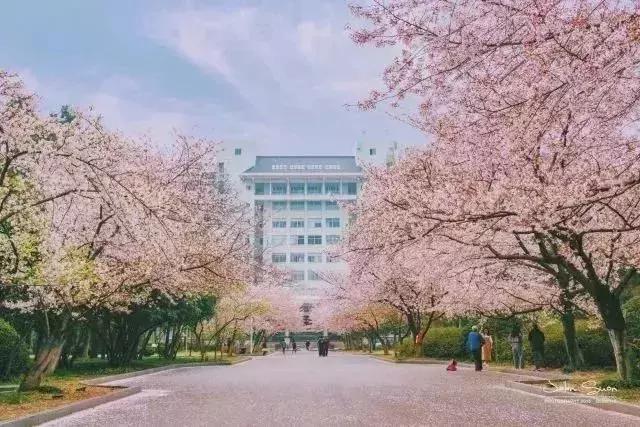 南京林业大学校园内的樱花灿若云霞可谓是一场视觉盛宴