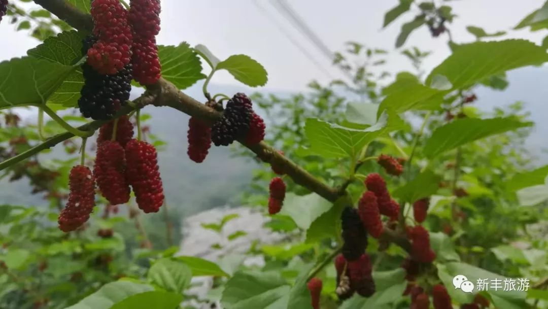 桑葚成熟时酸甜时光采摘时节