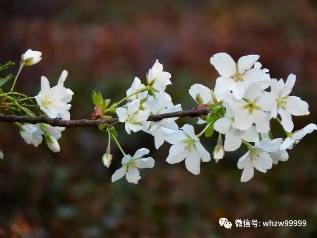 春季描写梨花的古诗句