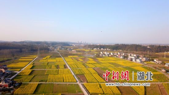 作为宜都市油菜示范基地的枝城镇泉水河村,在发展油菜产业的同时,还