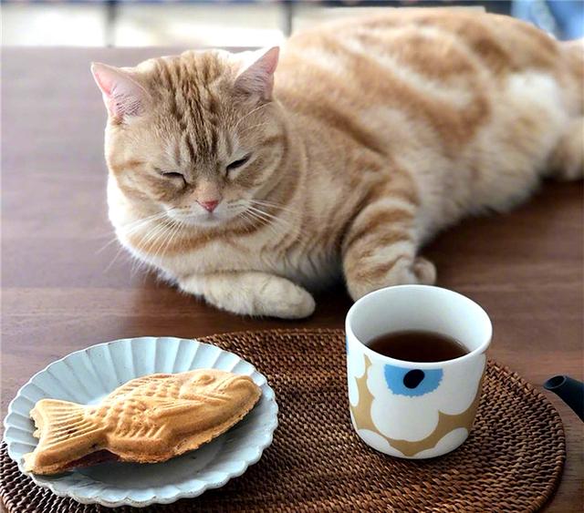 "还有还有, 不可以吃太多油腻又咸咸的食物,猫咪的肝脏和肾脏是无法