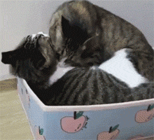 網友家的兩只貓光天化日秀恩愛，還要十指緊扣，過分了！ 未分類 第6張