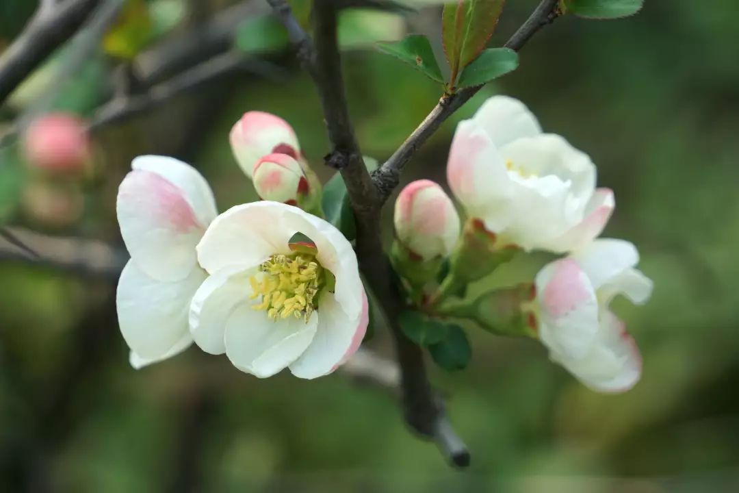 你知道杭州有个海棠园吗