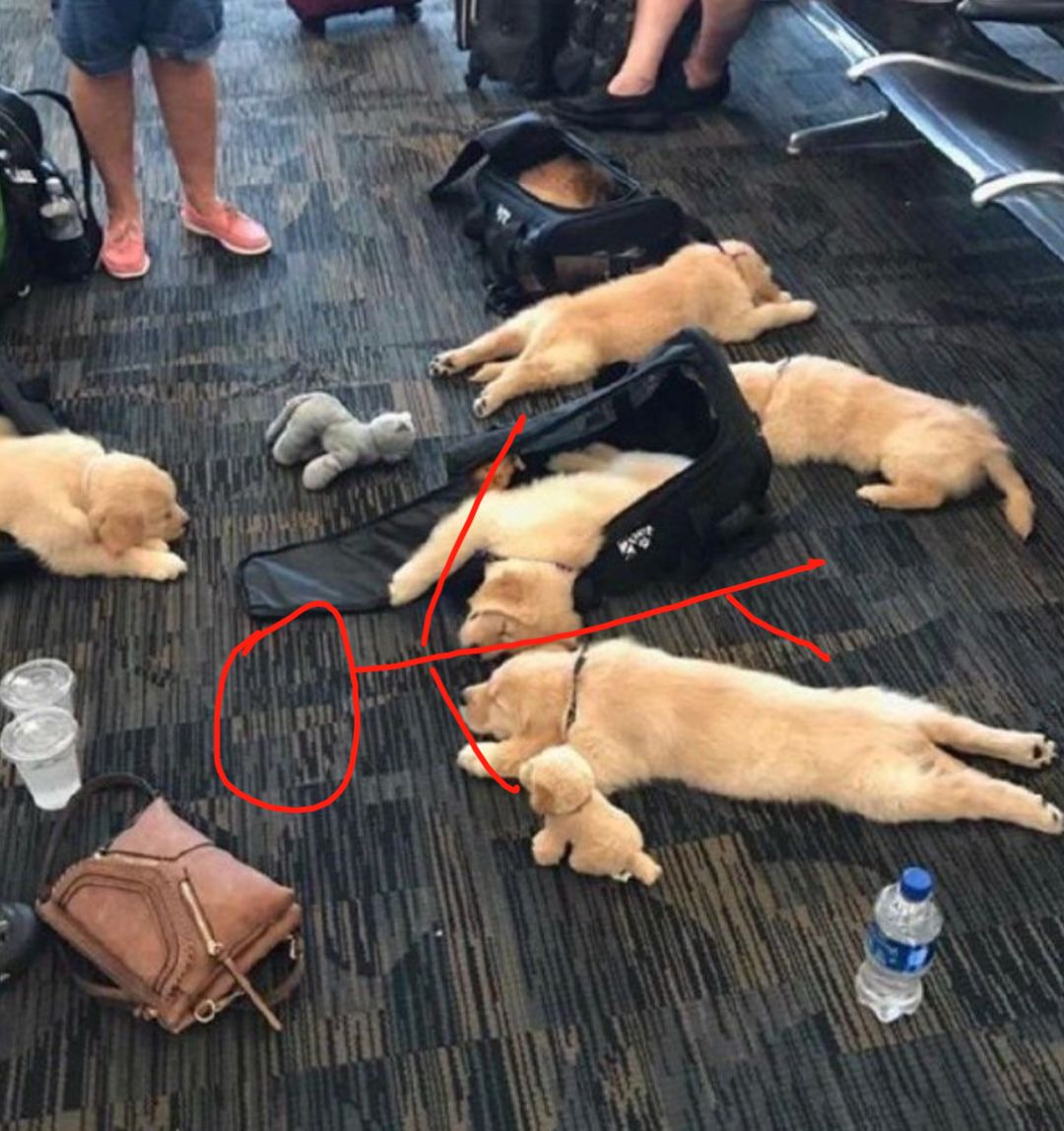 航班延误，一群旅客竟然躺在地上睡觉，这也太过分…萌了吧！
