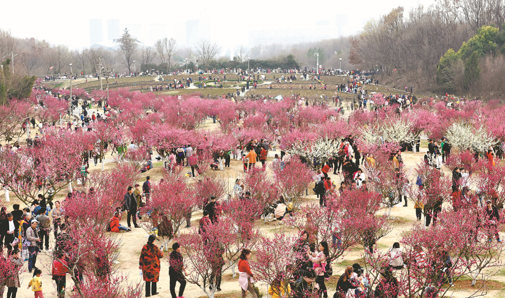 中安在线(安徽新闻) 3月17日,淮南市民在舜耕山风景区梅园内赏花