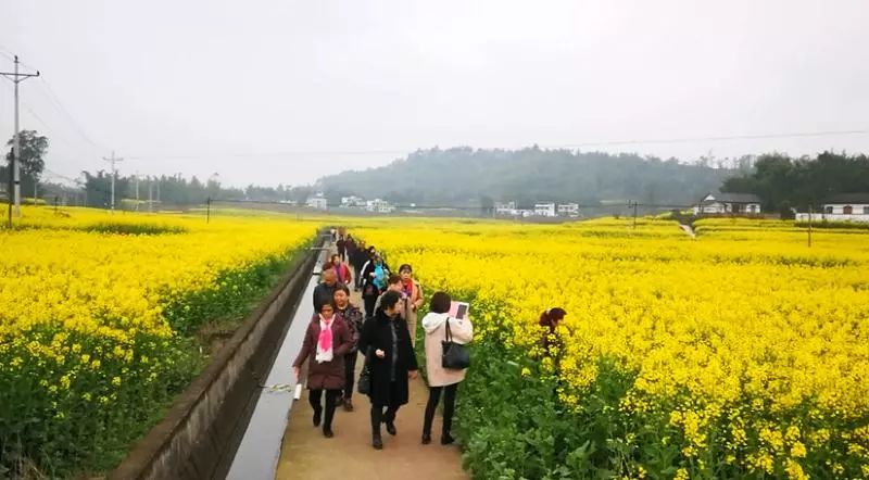 各地又迎来了好天气 市民争相出游 在 荣昌区万灵镇玉鼎村 乡村