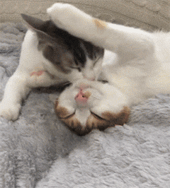 網友家的兩只貓光天化日秀恩愛，還要十指緊扣，過分了！ 未分類 第3張