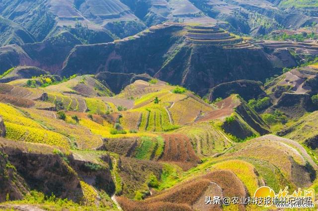 子洲县gdp_“十三五”期间子洲地区生产总值跨越50亿元关口