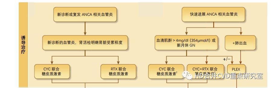 抗c1q抗体高怎么办