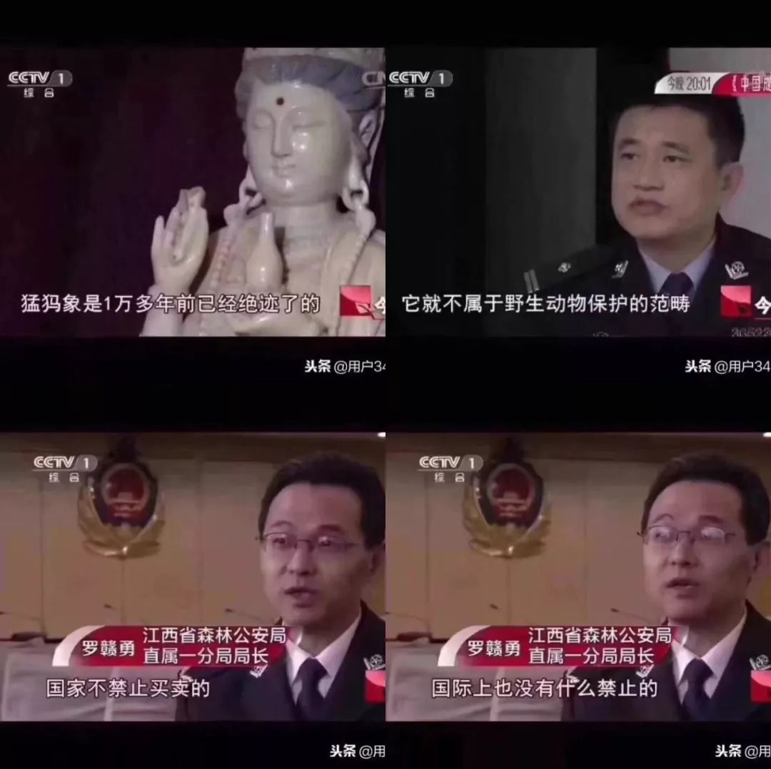 犀角全都不能买卖吗？不！披毛犀角可以！ -第7张图片-冰筹网