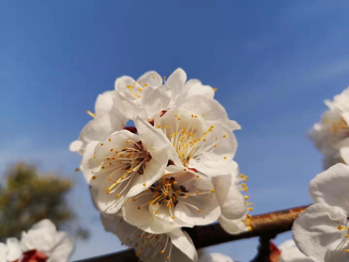 春日暖阳 微风拂面 赏杏花绽放