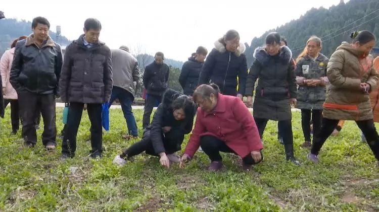 沱牌镇经济总量_射洪县沱牌镇