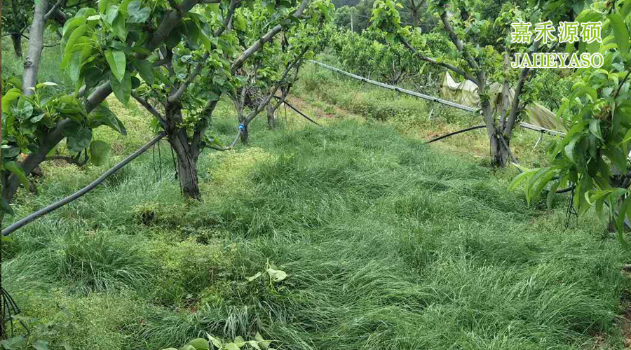 与果园相伴相生的鼠茅草