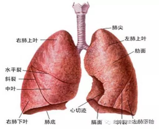 结核菌人口_结核菌素试验阳性图片