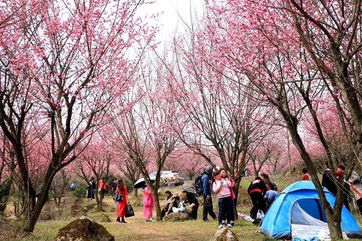 春在雾山,赴一场梅李盛会!