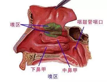 终于找到刘亦菲鼻子如此完美的秘密!鼻炎脸才是毁容于无形啊!