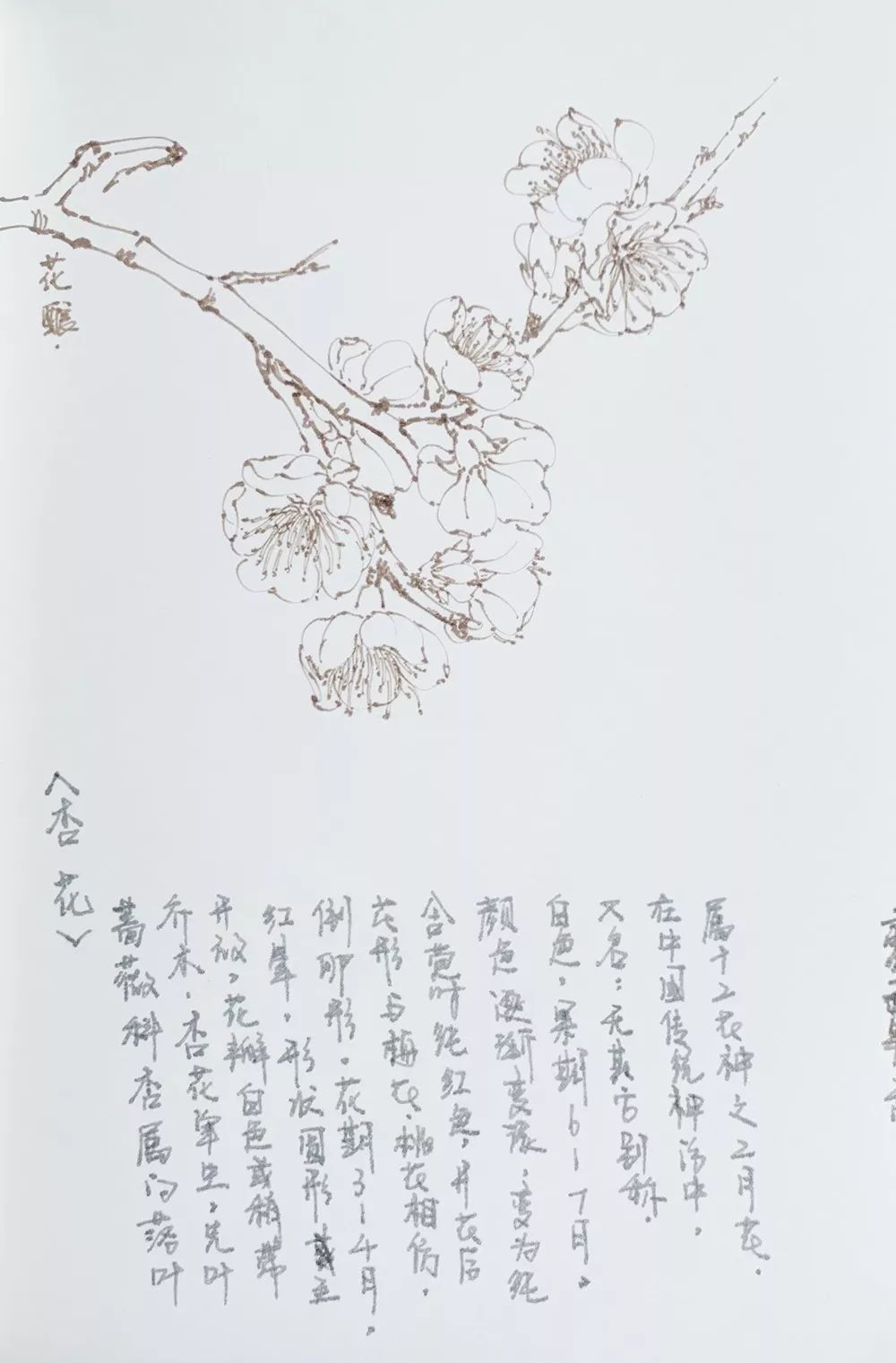 每日一画 百花植物图谱汇(九)