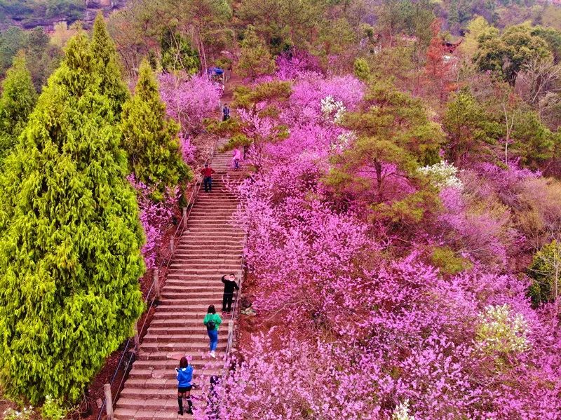 遇见紫荆花323324331赤城山紫荆花开国清寺油菜花田