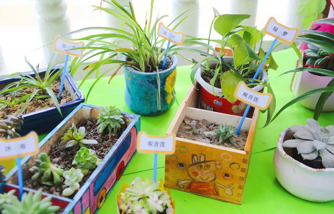 我为春天添绿色——东城之星幼儿园开展班级"植物角"评比活动