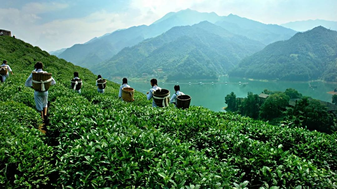 潇湘茶乡安化