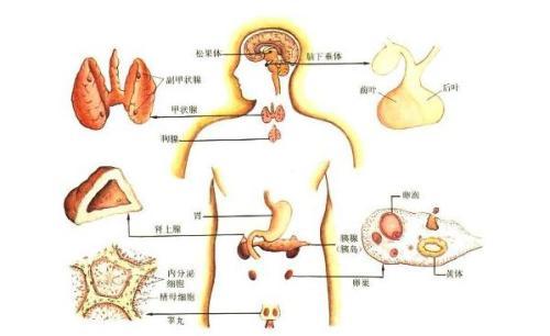 雌二醇降低了怎么办