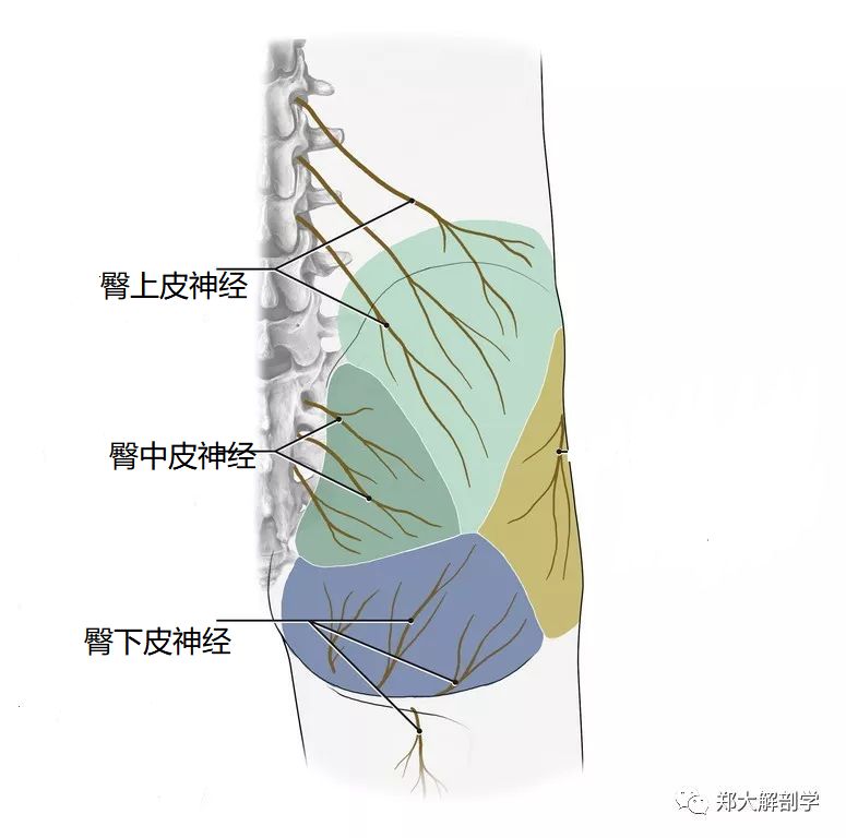 臀部疼痛的皮神经分析