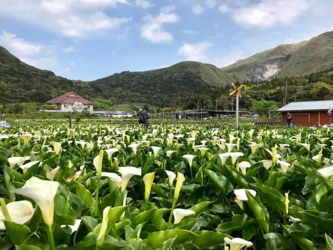 阳明山海芋