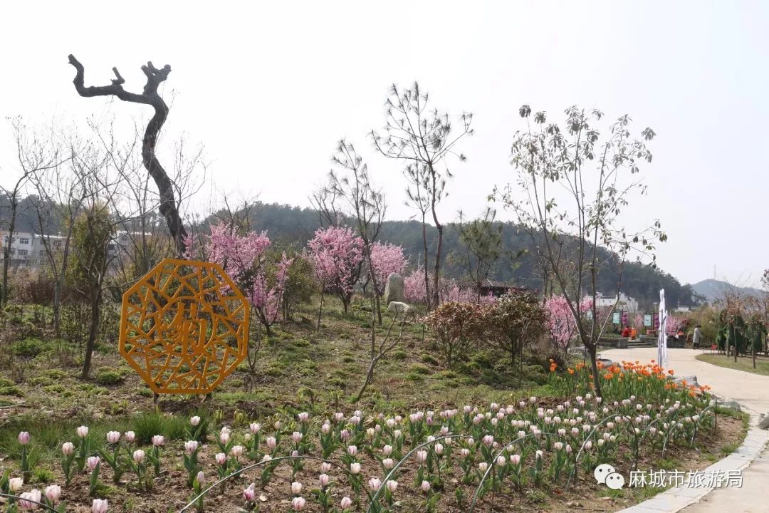 惊艳春天的盛景最浪漫郁金香花海就在麻城菊香人家