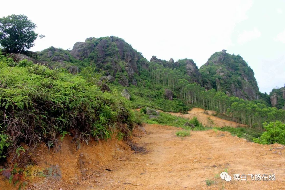 博白县旺茂镇将出现一处世外桃源数千亩油茶示范区即将面世