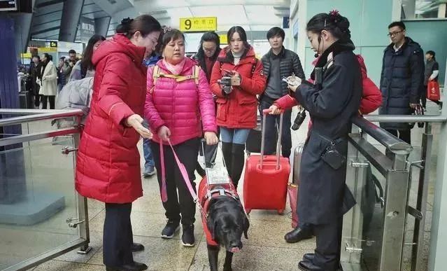 导盲犬珍妮:第11次被拒绝时,她趴在地上哭了_陈燕