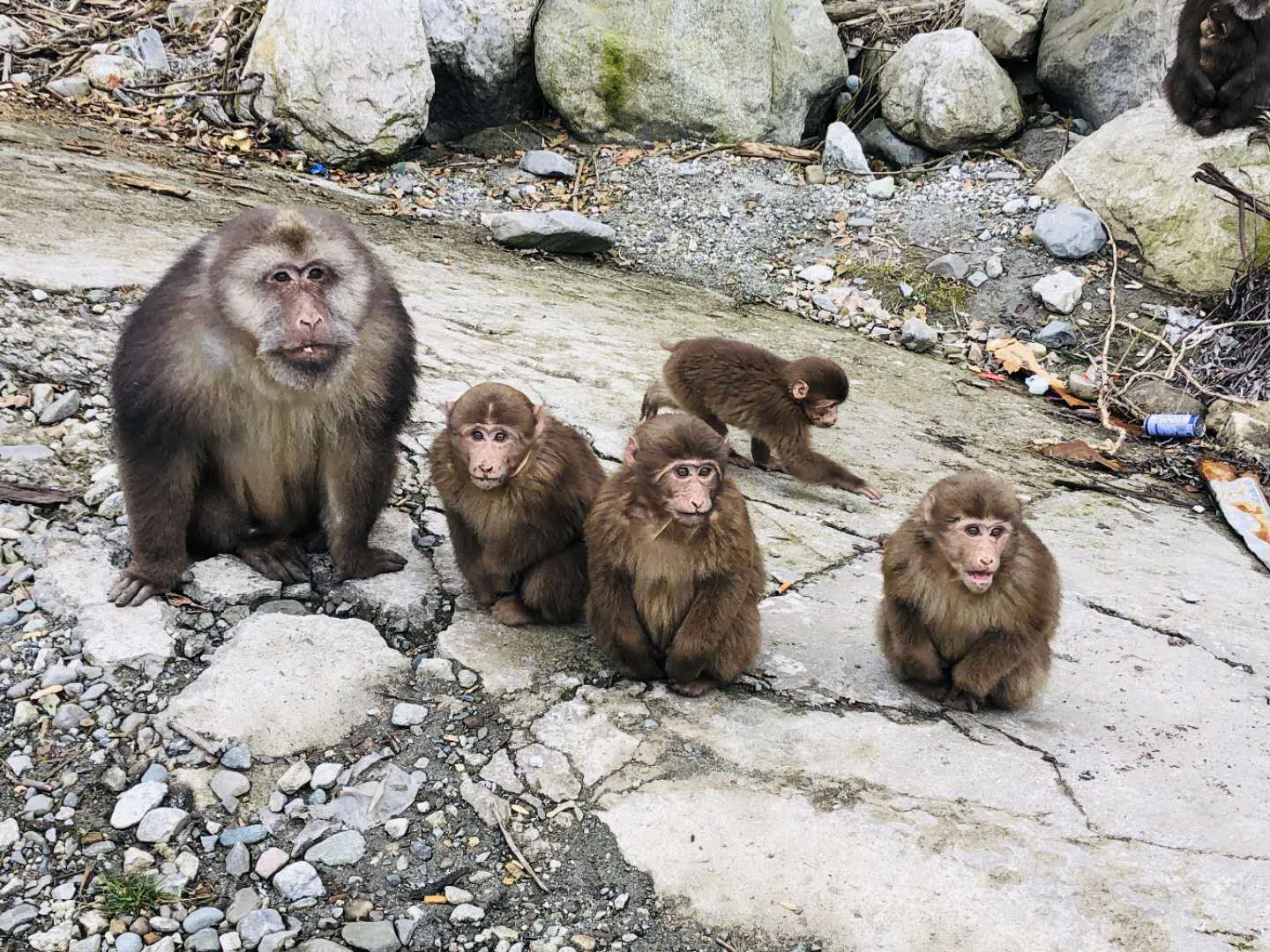 泰国的猴子VS四川的猴子 颜值最高的是小猴子