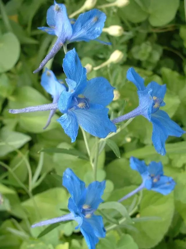 3月22日牡羊星座花蓝锦葵小白屈菜