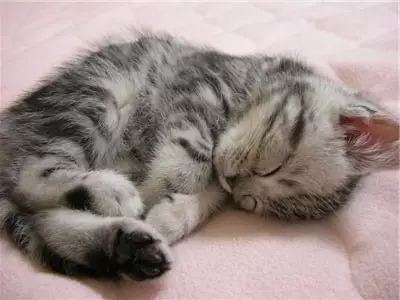 小猫睡姿描写