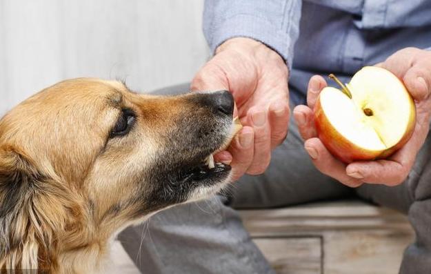 原創
            你還在喂狗狗吃這些水果嗎？早就在黑名單內，獸醫都不建議餵食！ 未分類 第1張