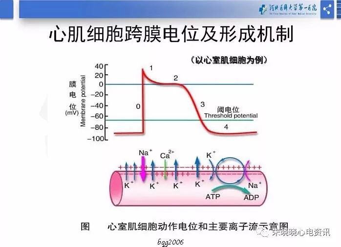 yy语音郑明奇老师心肌细胞电生理基础2019318视频图片