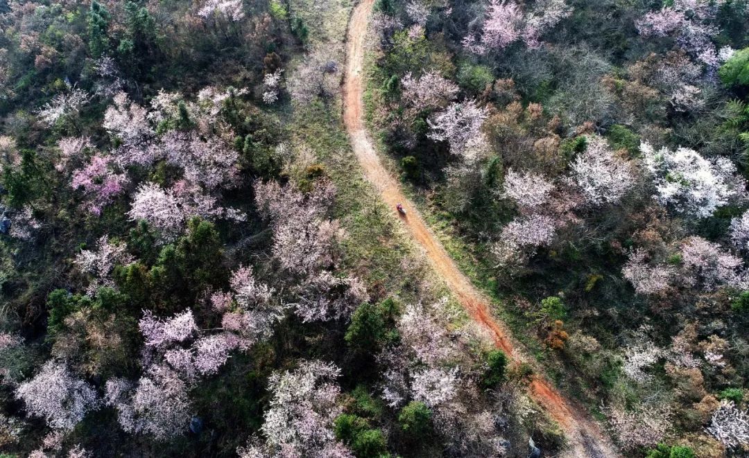 春分十里简谱_春风十里报新年简谱