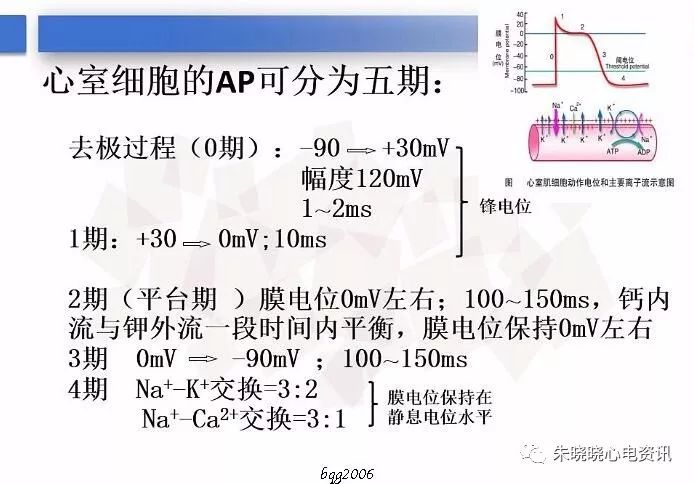 yy语音郑明奇老师心肌细胞电生理基础2019318视频图片