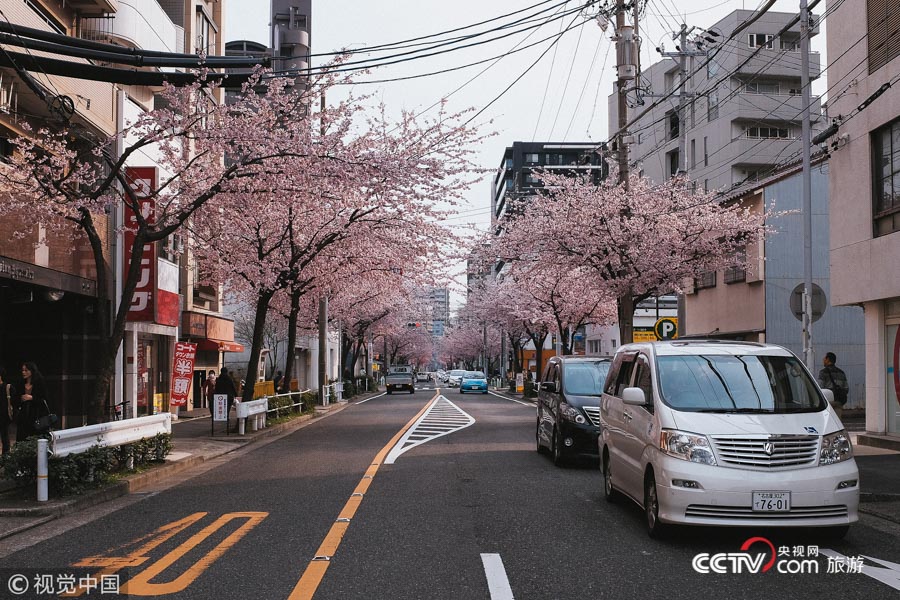 [高清组图]日本名古屋樱花盛开 街道装扮成"梦幻世界"