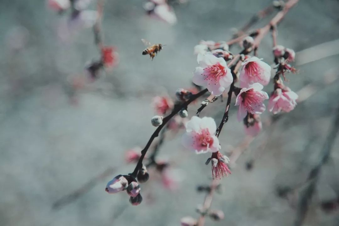 落花人独立的上一句话