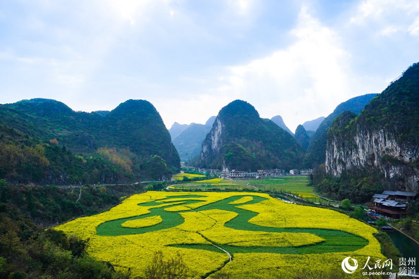 航拍贵州安顺"龙字田" 镶嵌在大山里的油菜花海(高清组图)