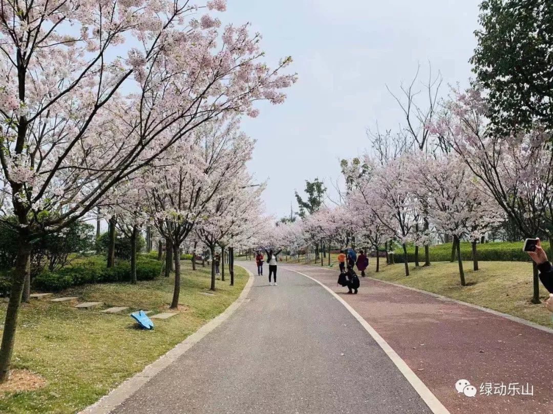 【2019班级春游定制】沙湾实验幼儿园中二班的"樱花号