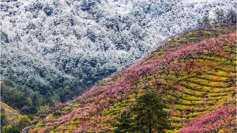 官宣!源东桃花节开幕式延期通告