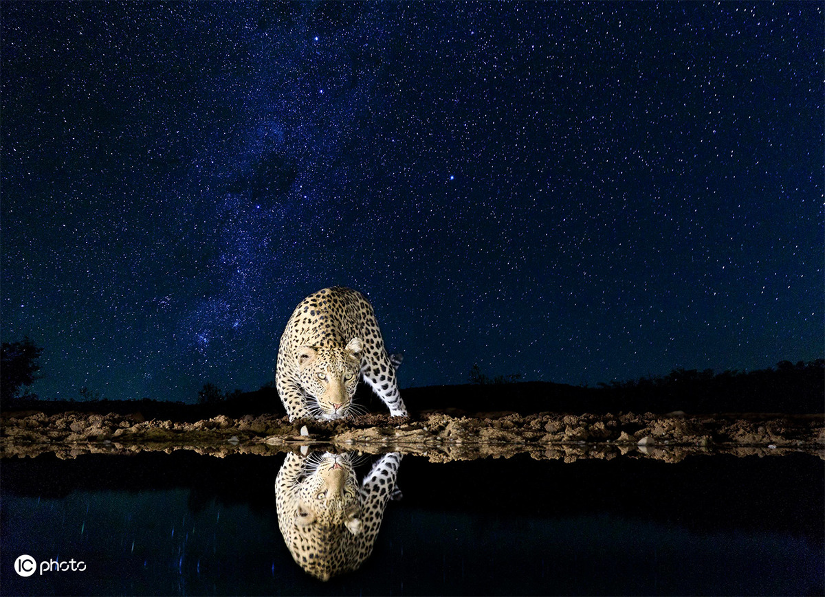 图虫静物摄影:摄影师拍野生动物夜间饮水 与星空同框分外壮观