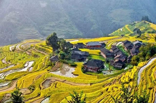 金秋十月的加榜梯田,由于海拔高低不同,同处于一座山坡的梯田,黄色由